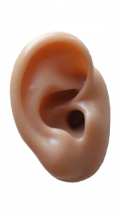 Model silicone demonstration ear